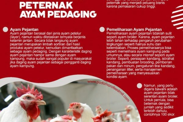 Ayam petelur jantan di Pangkalan Koto Baru, Kabupaten Lima Puluh Kota