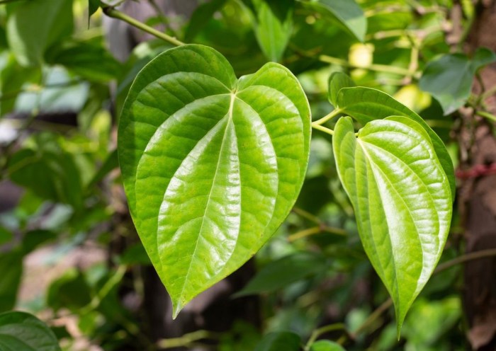 Detail Gambar Daun Dan Bagian Bagiannya Koleksi Nomer 47 Daun penggemuk ayam di Mamberamo Hulu, Kab. Mamberamo Raya