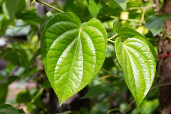 Daun penggemuk ayam di Kepulauan Aruri, Kab. Supiori