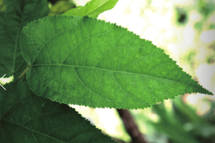Daun penggemuk ayam di Aboy, Kab. Pegunungan Bintang