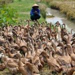 Wajib Dicoba!! Peluang Usaha Ternak Bebek Yang Menguntungkan