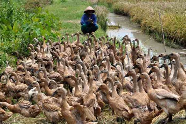 Ternak ayam petelur di Hantakan, Hulu Sungai Tengah