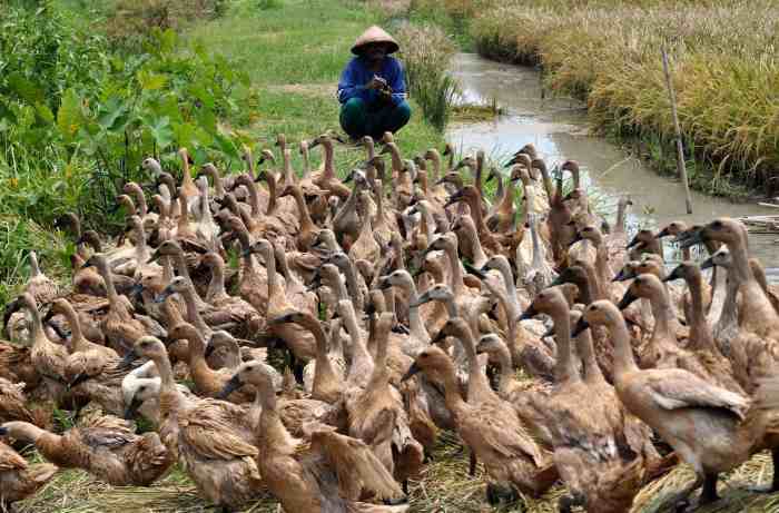 Wajib Dicoba!! Peluang Usaha Ternak Bebek Yang Menguntungkan Ternak ayam petelur di Misool Timur, Kab. Raja Ampat