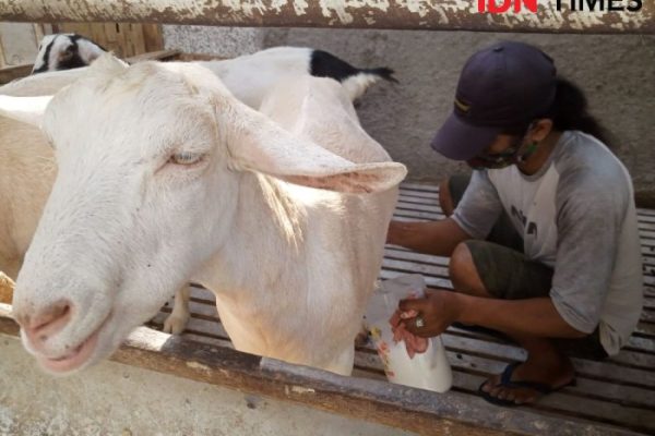 Susu kambing di Durenan, Trenggalek