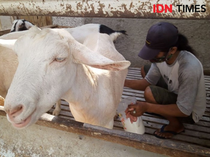 Susu kambing di Pengadegan, Purbalingga
