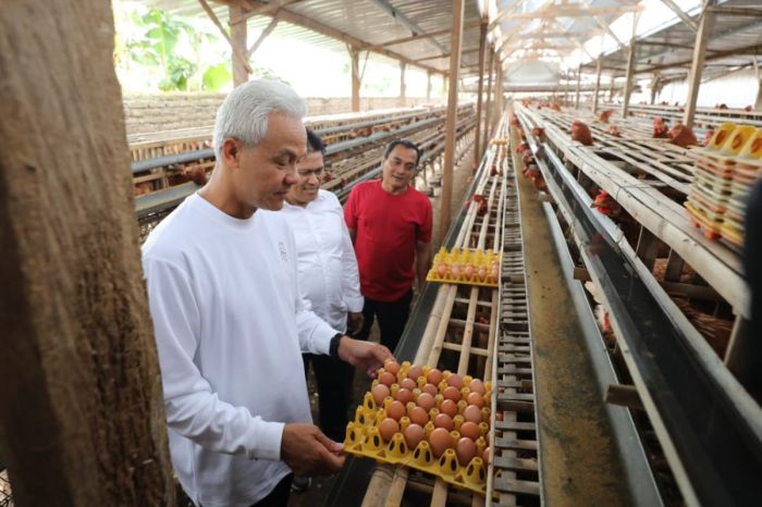 Ayam Ternak di Ngariboyo, Magetan