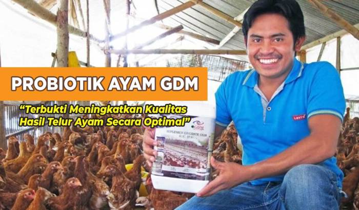 Cara Budidaya Ayam Petelur Paling Lengkap untuk Pemula