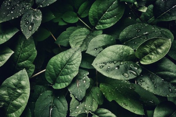 Daun penggemuk ayam di Eragayam, Kab. Mamberamo Tengah