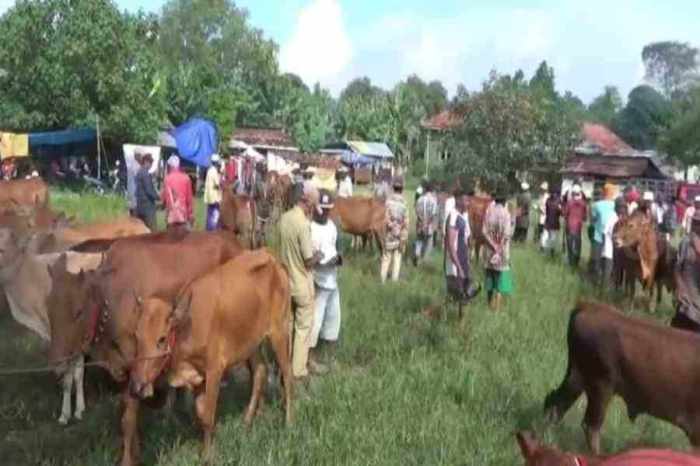 Harga daging sapi di Sambas Rp140 ribu per kg - ANTARA News Daging kambing di Jrengik, Sampang