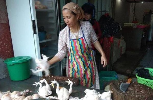 Daun penggemuk ayam di Bantaeng, Bantaeng