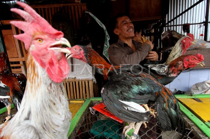 Jual Ayam Kampung Potong 1 kg - Kab. Bekasi - Pasar Segar Cikarang ... Jual Ayam Kampung Potong 1 kg - Kab. Bekasi - Pasar Segar Cikarang ...