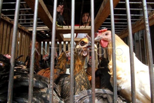 Harga ayam kampung potong di Sekampung Udik, Lampung Timur