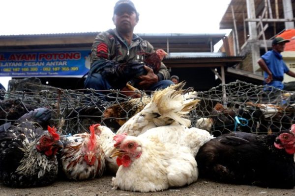 Harga ayam kampung potong di Marga Punduh, Pesawaran