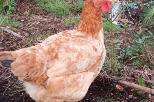 Harga ayam kampung potong di Bumi Nabung, Lampung Tengah