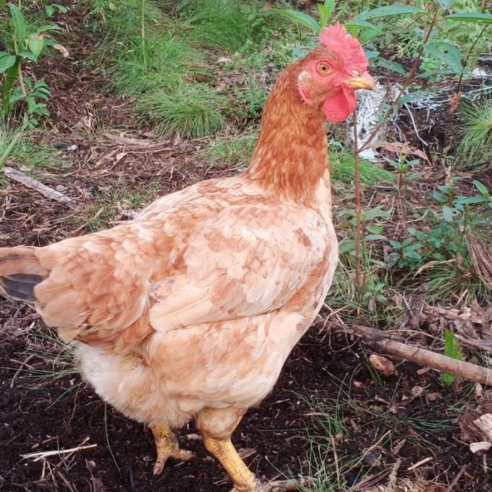 Harga ayam kampung potong di Bumi Nabung, Lampung Tengah