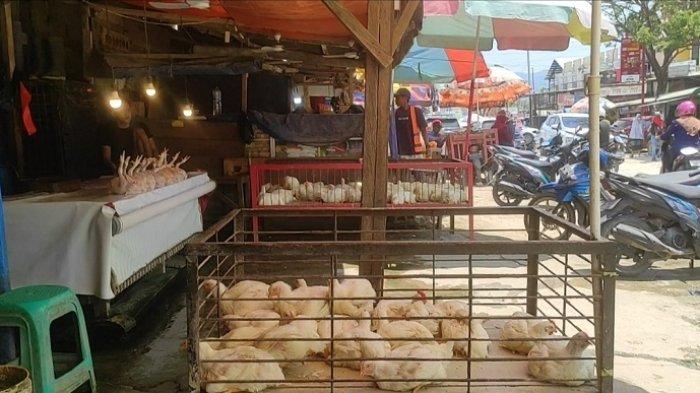 Harga Penjualan Ayam Potong di Kota Kendari Rp70 Ribu per 2,5kg Pembeli ... Harga Penjualan Ayam Potong di Kota Kendari Rp70 Ribu per 2,5kg Pembeli ...