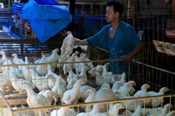 Harga Ayam Potong di Muara Enim Sumsel Fluktuatif, Ini Alasannya