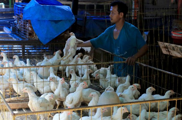 Harga Ayam Potong di Muara Enim Sumsel Fluktuatif, Ini Alasannya