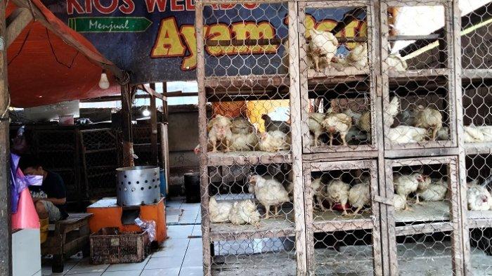 Harga Ayam Potong di Sejumlah Pasar Kota Kendari Melonjak, Naik hingga ... Harga ayam kampung potong di Haurwangi, Cianjur