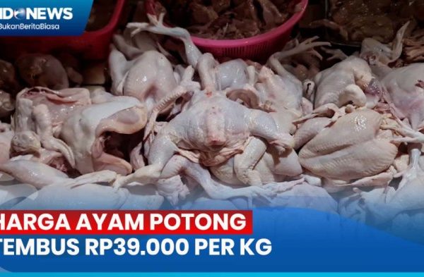 Harga ayam kampung potong di Bojonggede, Bogor