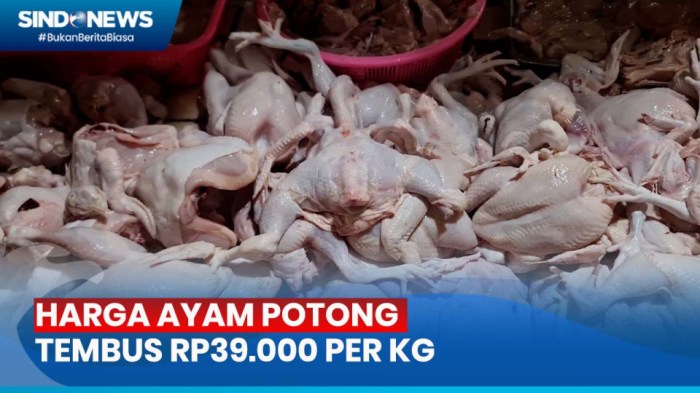 HARGA AYAM POTONG NAIK | ANTARA Foto Harga ayam kampung potong di Jasinga, Bogor
