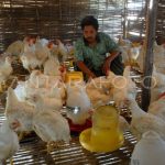 Harga ayam kampung potong di Darma, Kuningan