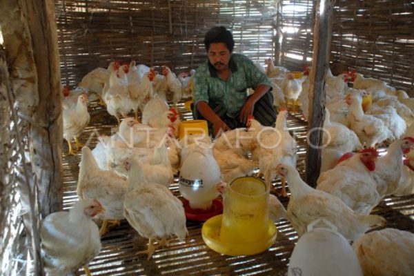 Harga ayam kampung potong di Darma, Kuningan