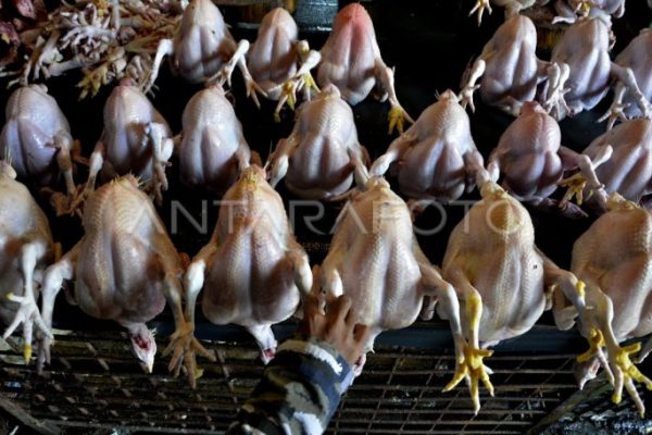 Harga ayam kampung potong di Limau, Tanggamus
