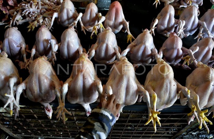 Harga Ayam Kampung Malaysia Tembus Rp 758.000 - YouTube Harga ayam kampung potong di Limau, Tanggamus
