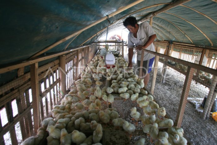 Ternak ayam pedaging di Pinang Belapis, Lebong
