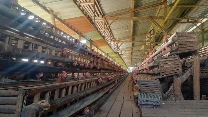 Surabaya Media on LinkedIn: Dibutuhkan karyawan kandang ayam petelur ... Ayam Ternak di Wates, Kediri