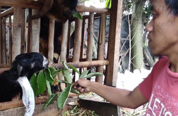 Daging kambing di Bakung, Blitar