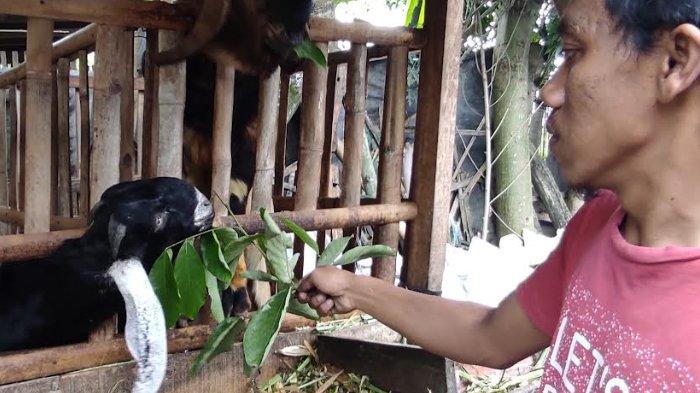 Daging kambing di Bakung, Blitar