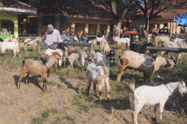 Daging kambing di Kadur, Pamekasan