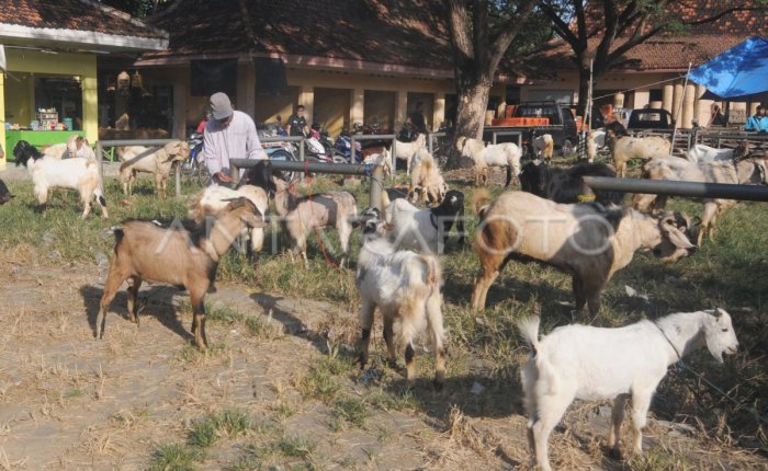 Daging kambing di Kadur, Pamekasan