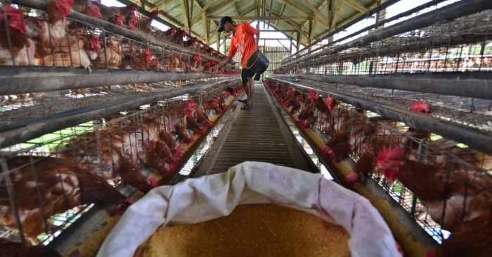 peternakan ayam petelur lampung Ternak ayam petelur di Gedung Surian, Lampung Barat