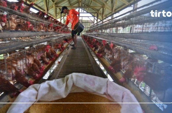 Peternak Ayam Petelur di Lampung Dapat Sertifikat NKV