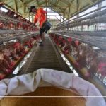 Ternak ayam petelur di Anak Tuha, Lampung Tengah