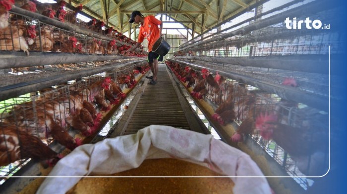 Ternak ayam petelur di Anak Tuha, Lampung Tengah