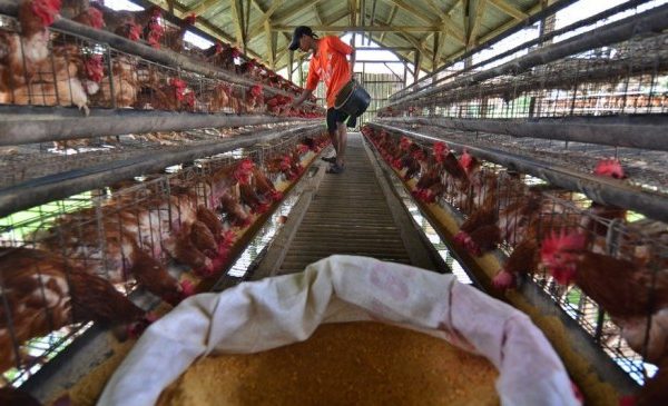 Ternak ayam petelur di Bandar Jaya, Lampung Tengah