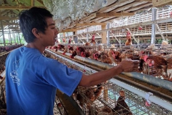 Ternak ayam petelur di Poco Ranaka, Manggarai Timur