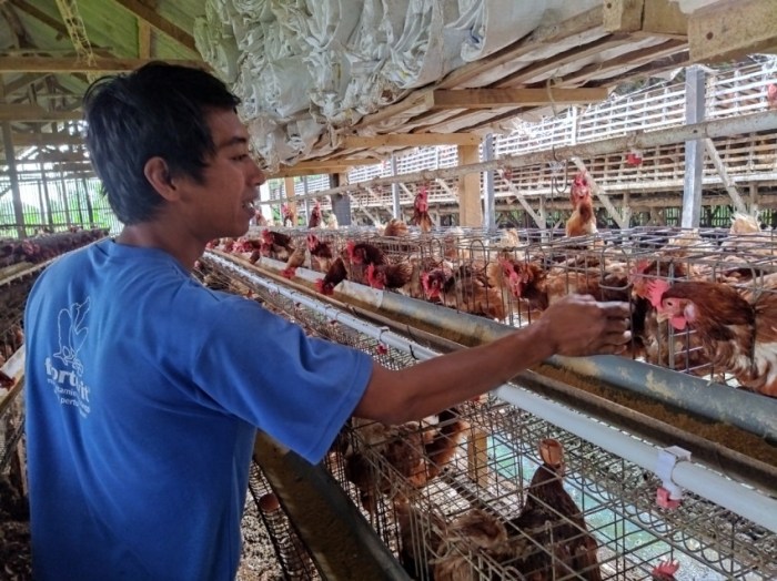 Prospek Ternak Ayam Petelur Menjanjikan Ternak ayam petelur di Poco Ranaka, Manggarai Timur