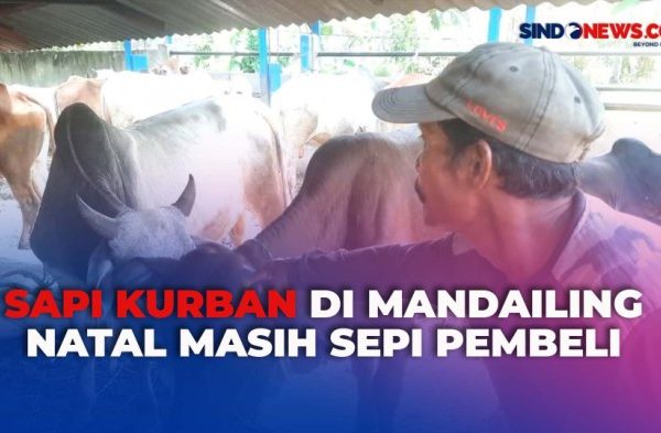 Daging kambing di Ulu Pungkut, Mandailing Natal