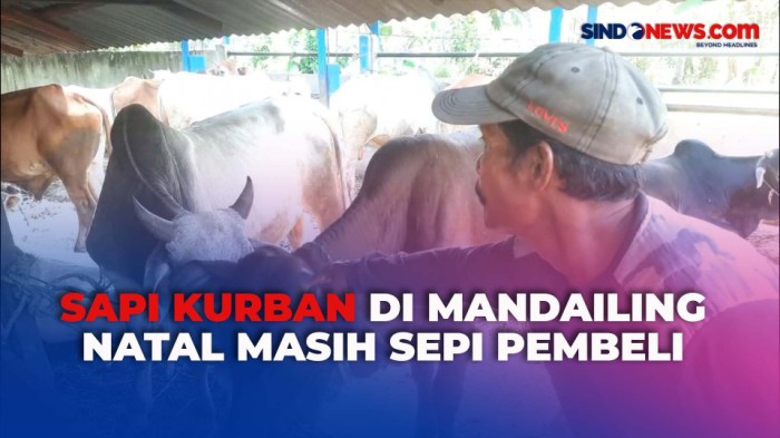 Ke Sumatera Utara, Wajib Banget ke Tempat Wisata yang Instagramable di ... Daging kambing di Lembah Sorik Marapi, Mandailing Natal