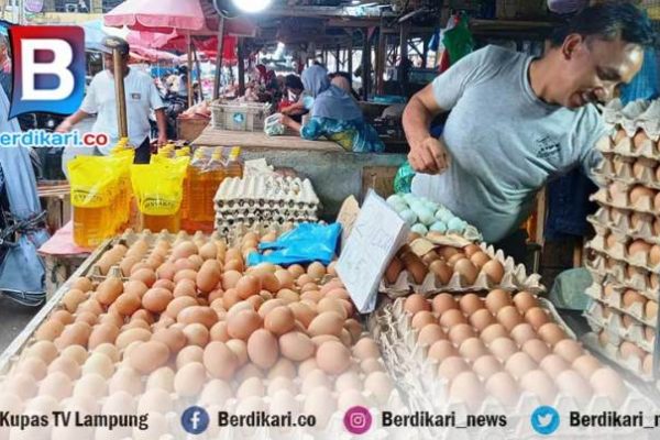 Budidaya ayam di Tanjung Karang Pusat, Kota Bandar Lampung
