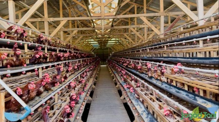 Ternak ayam petelur di Sidomulyo, Lampung Selatan