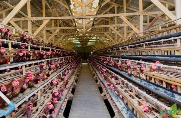 Budidaya ternak ayam di Tunjungan, Blora