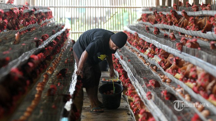 Ayam petelur jantan di Tanjung Emas, Kabupaten Tanah Datar