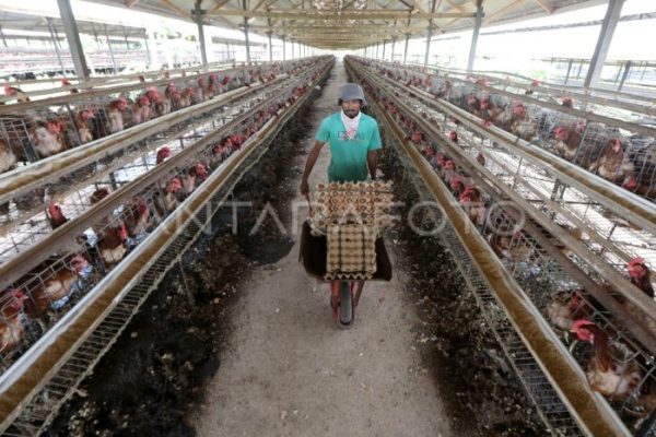 Ternak ayam petelur di Lawe Bulan, Aceh Tenggara