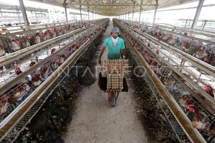 Kampung Ayam Petelur di Ciamis Capai Omzet Rp 500 Juta per Hari ... Kampung Ayam Petelur di Ciamis Capai Omzet Rp 500 Juta per Hari ...